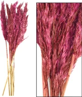 Sztuczne kwiaty - Tajemniczy ogród Trawa Plume 80-90cm 12-14szt burgundowa - miniaturka - grafika 1