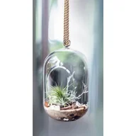 Kwiaty doniczkowe - Ogródek w szkle 005 - miniaturka - grafika 1