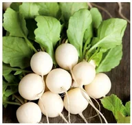 Nasiona i cebule - Rzodkiewka ŚNIEŻNA - BIAŁA łagodna w smaku - Wczesna nasiona 400 sztuk - miniaturka - grafika 1