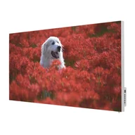 Ogrzewanie przenośne - TERMOFOL Grzejnik na podczerwień z grafiką Pies na Łące TF-SWT1000P - miniaturka - grafika 1