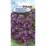 Nasiona i cebule - Smagliczka Nadmorska Polan - miniaturka - grafika 1