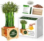 Nasiona i cebule - Zestaw do Uprawy BAMBUS MROZOODPORNY - 20 C - miniaturka - grafika 1