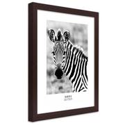 Plakaty - Plakat w ramie brązowej, Ciekawska zebra (Rozmiar 20x30) - miniaturka - grafika 1