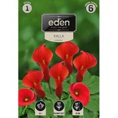 Nasiona i cebule - Kalla Zantedeschia 1 sztuka Eden - miniaturka - grafika 1