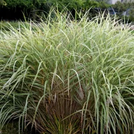 Trawy i trawniki - Miskant 'Rigoletto' Biało zielone liście (Miscanthus sinensis) Doniczka 2L - miniaturka - grafika 1
