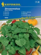 Nasiona i cebule - Melisa lekarska nasiona zioła Kiepenkerl - miniaturka - grafika 1