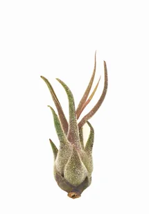 Tillandsia Pruinosa S ~ 8 cm Oplątwa - Kwiaty doniczkowe - miniaturka - grafika 1