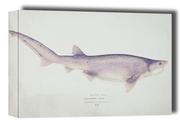 Obrazy i zdjęcia na płótnie - Antique fish Tiger Shark, F. E. Clarke - obraz na płótnie Wymiar do wyboru: 91,5x61 cm - miniaturka - grafika 1