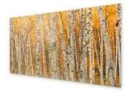 Dekoracje domu - Panel kuchenny HOMEPRINT Drzewa brzozy jesienią 100x50 cm - miniaturka - grafika 1