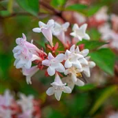 Kwiaty doniczkowe i cięte - Abelia wielkokwiatowa (Abelia × grandiflora) Doniczka 2.0L - miniaturka - grafika 1