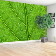 Fototapety - Fototapeta Zielony liść - miniaturka - grafika 1