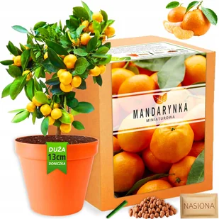 Zestaw do uprawy roślin Mandarynka nasiona Drzewko Mandarynkowe - Nasiona i cebule - miniaturka - grafika 1