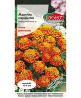 Nasiona i cebule - Nasiona Aksamitka rozpierzchła niska dwubarwna 1g - Torseed - miniaturka - grafika 1