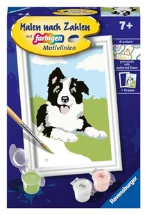 Maluj numerami - szczeniak border collie - Zabawki kreatywne - miniaturka - grafika 1