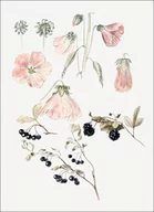 Plakaty - Galeria Plakatu, Plakat, Botanical Detail Studies: Hollyhocks, Blueberries, and Blackberries, Samuel Colman, 42x59,4 cm - miniaturka - grafika 1