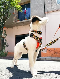 Dingo Obroża regulowana City - Chiapas 3,0cm/60cm - Obroże dla psów - miniaturka - grafika 2