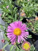 Nasiona i cebule - Aster alpejski różowy sadzonka skalniak rabata - miniaturka - grafika 1