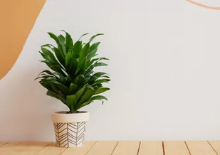 Dracena  Compacta oczyszczjąca powietrze P12 - Kwiaty doniczkowe - miniaturka - grafika 1