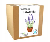 Nasiona i cebule - Zestaw do Uprawy ziół Lawenda roślina ozdobna - miniaturka - grafika 1