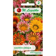 Nasiona i cebule - Legutko Gazania lśniąca mieszanka 5903837154005 - miniaturka - grafika 1
