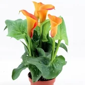 Nasiona i cebule - Zantedeschia Kalla Kalia Captain Brunello 1 szt. cebule cebulki - miniaturka - grafika 1