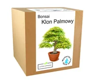 Nasiona i cebule - Zestaw do uprawy drzewko Bonsai Klon Palmowy liść - miniaturka - grafika 1