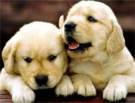 Zabawki kreatywne - Haft diamentowy mozaika diamentowa zestaw xxl 5d dla dzieci 30*40 pieski - miniaturka - grafika 1