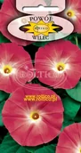 Nasiona i cebule - POWÓJ PNĄCY CZERWONY 2g - miniaturka - grafika 1