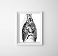 Plakaty - Plakat na ścianę Część ludzkiego ciała - miniaturka - grafika 1