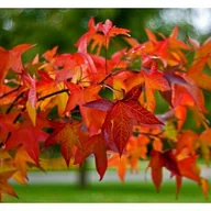 Sadzonki drzew krzewów - Ambrowiec balsamiczny, wys.80-100 cm, don.2 l - miniaturka - grafika 1