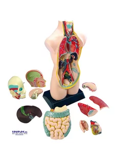 Eduplay Model anatomiczny - 8+ - Mały naukowiec - miniaturka - grafika 1