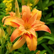 Nasiona i cebule - Liliowiec rdzawy 'Kwanso' Pomarańczowy Doniczka 2.5L (Hemerocallis fulva) - miniaturka - grafika 1