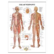 Mapy i plansze edukacyjne - Plansza anatomiczna Układ Nerwowy z haczykiem (PL) - miniaturka - grafika 1