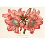 Kartki okolicznościowe i zaproszenia - Skona Ting Karnet ST336 B6 + koperta Amarylis piękny - miniaturka - grafika 1