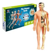 Zabawy w naśladowanie dorosłych - Anatomiczne Ludzkie Ciało Składanie Modelu Szkieletu Człowieka - miniaturka - grafika 1