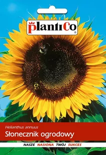 Plantico Słonecznik jadalny - Nasiona i cebule - miniaturka - grafika 1