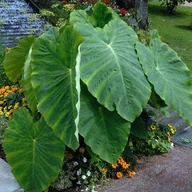 Nasiona i cebule - Colocasia esculenta Kolokazja jadalna 1 szt. cebula cebulka - miniaturka - grafika 1