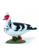 Albumy krajoznawcze - Kaczka Piżmówka - miniaturka - grafika 1