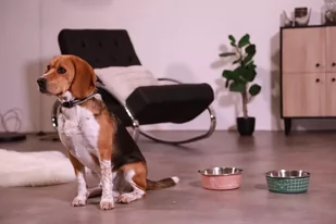 ZOLUX Antypoślizgowa miska dla psa FOOD kol. zielony 1700ML - Miski dla psów - miniaturka - grafika 4