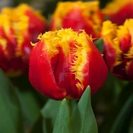 Nasiona i cebule - Tulipan Strzępiasty Davenport 5 szt cebulki Tulipany - miniaturka - grafika 1