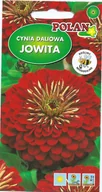 Nasiona i cebule - Cynia daliowa Jowita czerwona 1 g POLAN - miniaturka - grafika 1