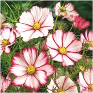 Nasiona i cebule - Onętek „Kosmos” PICOTEE (Cosmos Bipinnatus) nasiona 50 sztuk - miniaturka - grafika 1