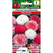 Nasiona i cebule - Stokrotka pospolita wielkokwiatowa mieszanka W.Legutko - miniaturka - grafika 1