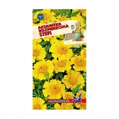 Nasiona i cebule - Aksamitka rozpierzchła Stefi 1g / O / - miniaturka - grafika 1