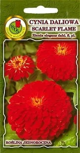 Cynia daliowa Scarlet Flame czerwona 1 g PNOS - Nasiona i cebule - miniaturka - grafika 1