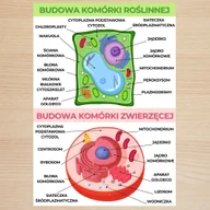 Budowa Komórki: Roślinna i Zwierzęca plansza plakat A3