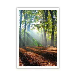Plakat Arttor Blaski i cienie - 70x100 cm - Plakat bez ramy - Las, Drzewa, Natura, Promienie Słóńca, Pejzaż - P2XPA70x100-0136 - Plakaty - miniaturka - grafika 1