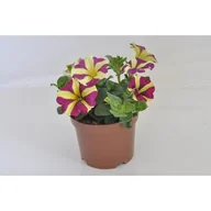 Kwiaty doniczkowe - Petunia Amore mix odmian wys. 30 cm don. 12 cm - miniaturka - grafika 1