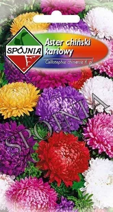 Nasiona Aster Chryzantemowy Karłowy Mieszanka 1G Spójnia - Nasiona i cebule - miniaturka - grafika 1