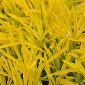 Nasiona i cebule - Nawłoć Złota; Żółta 'Hiddigeigei' (Solidago) Miododajna W Doniczce - miniaturka - grafika 1